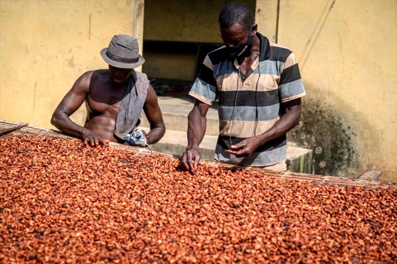 Crise du cacao au Cameroun : chute des prix, causes mondiales et impacts sur les producteurs