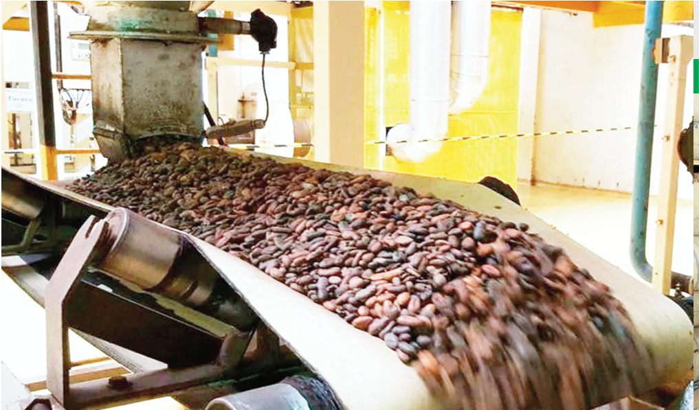 Industrialisation  Le cacao camerounais à la conquête du marché international